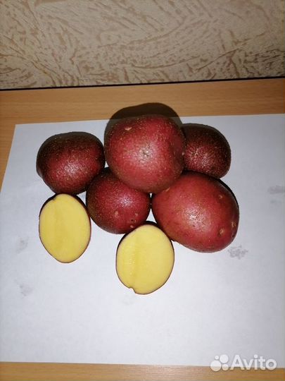 Семенной картофель сорт Алуэт