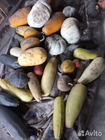 Капуста белокочанная,кабачки, тыква