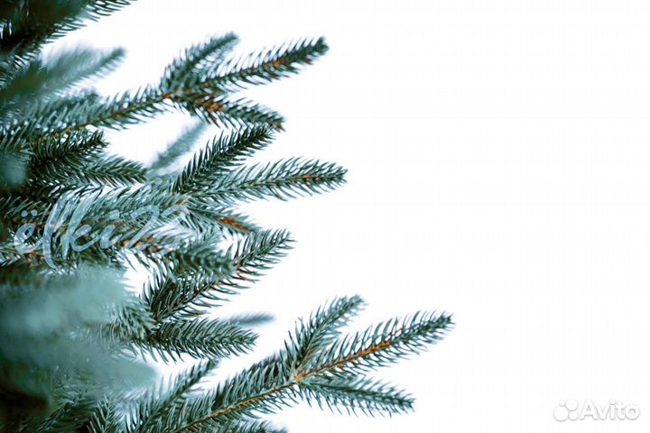 Голубая ёлка Скандинавская 270 см