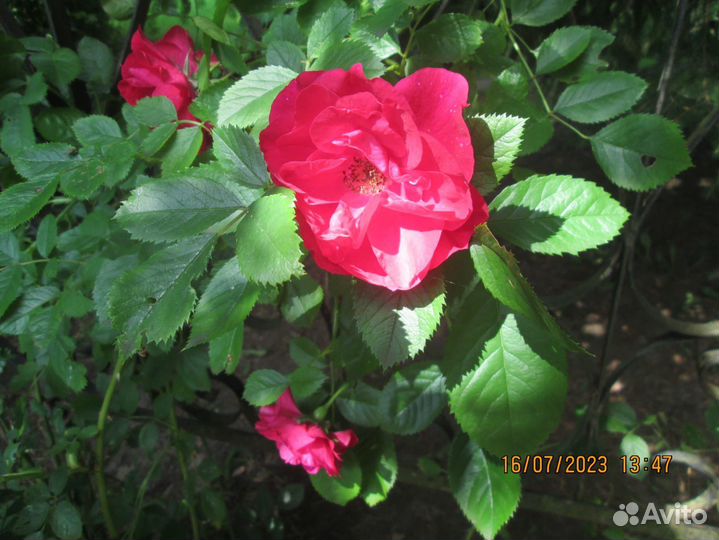 Компактный фотоаппарат canon Power Shot A 1300