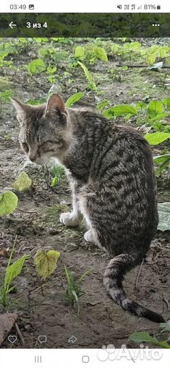 Погибает кот. Не можнт открыть глаза