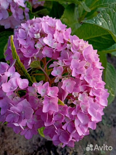 Гортензии крупнолистные двухлетки