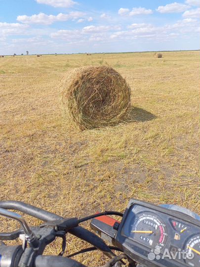 Продам сено в рулонах