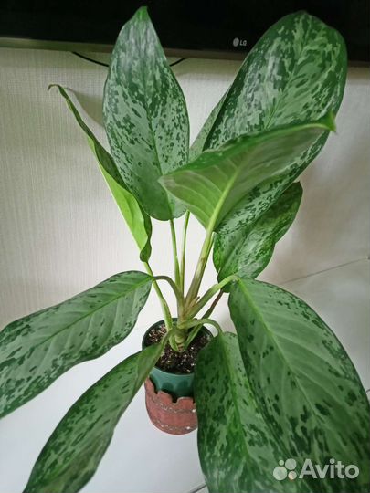 Аглаонема Гринланд