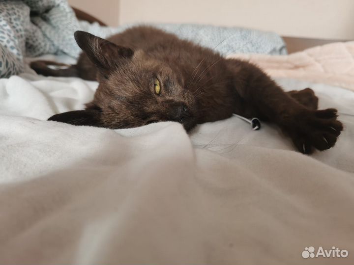 Котенок ищет дом