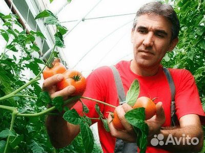 Упаковщики в теплицу