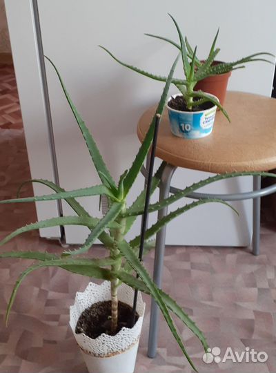 Алоэ столетник