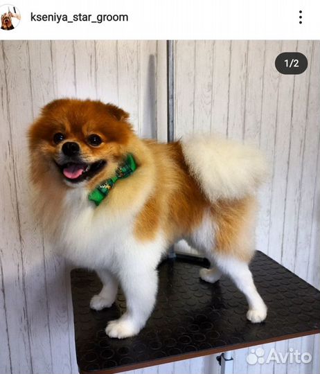 Груминг Стрижка кошек и собак Грумер