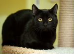 Черный молодой кот, 2 г., кастрат, привит