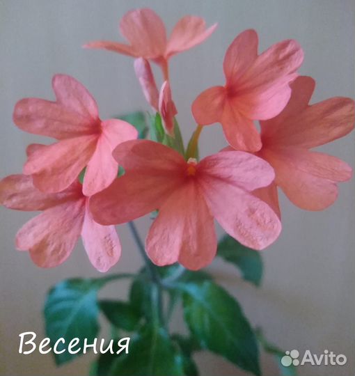 Комнатные растения
