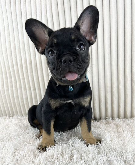 Девочка Блек тан