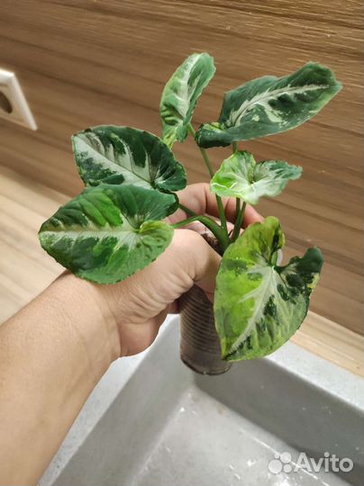 Сингониум scrambled eggs