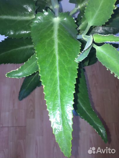 Каланхоэ лечебное