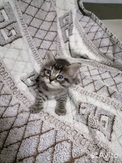 Котик и кошечка