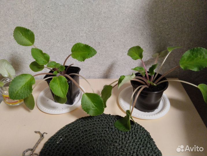 Комнатные цветы фиалки