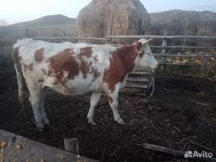 Телка 1.8 года