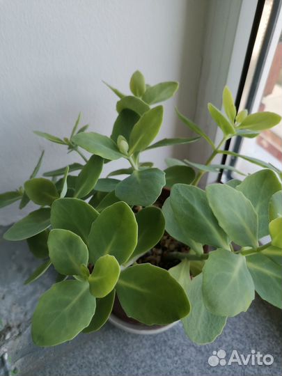 Комнатные растения цветы