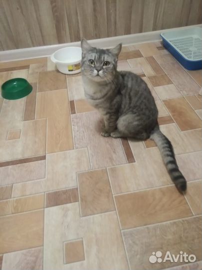 Шотландская