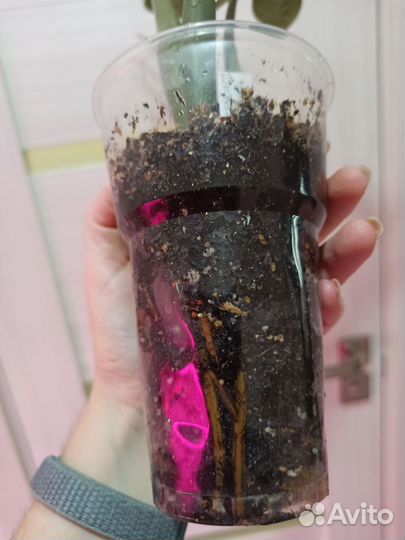 Замиокулькас