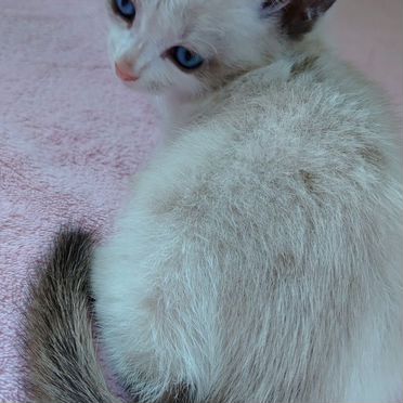 Сноу-Шу котёнок