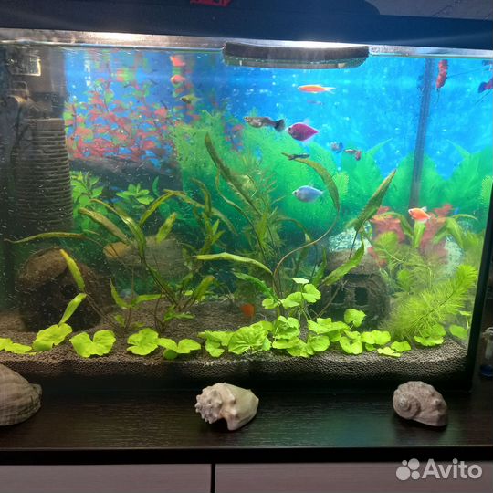 Аквариум