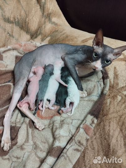 Котята сфинксов