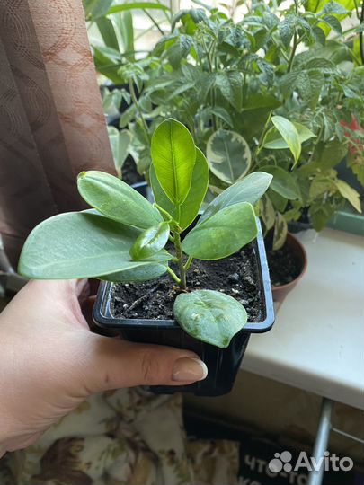 Комнатные растения