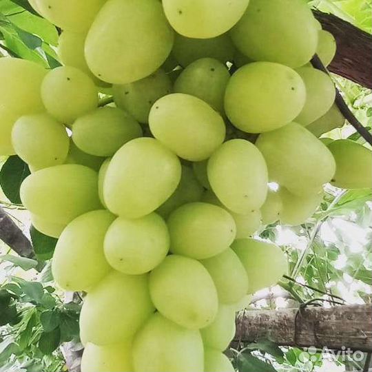 Саженцы винограда