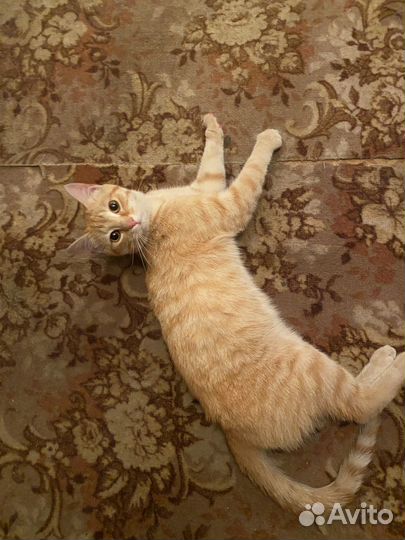 Отдам кота в добрые руки