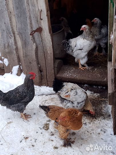 Молодые петухи