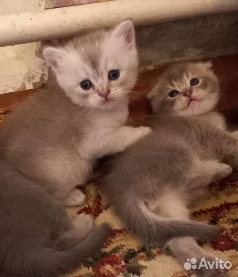 Шотландские котята