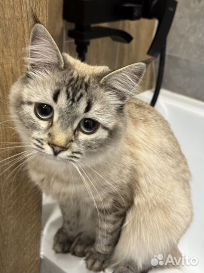 Котенок