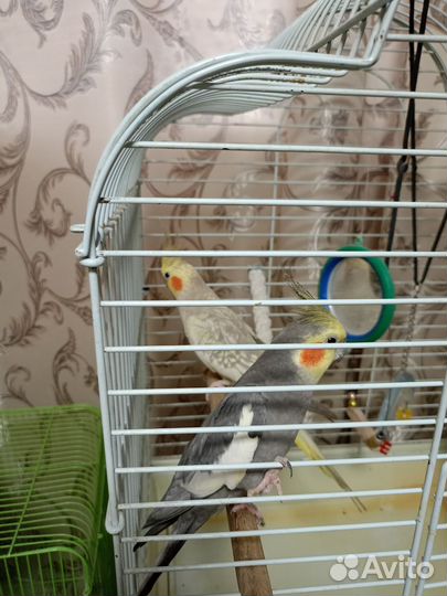 Продам попугаев Корелла