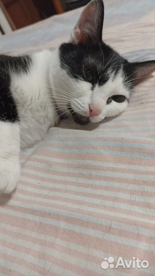 Кошка в дар