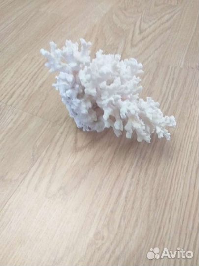 Кораллы и ракушки