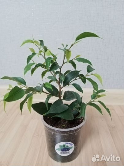 Фикус бенджамина