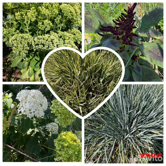 Садовые цветы многолетники