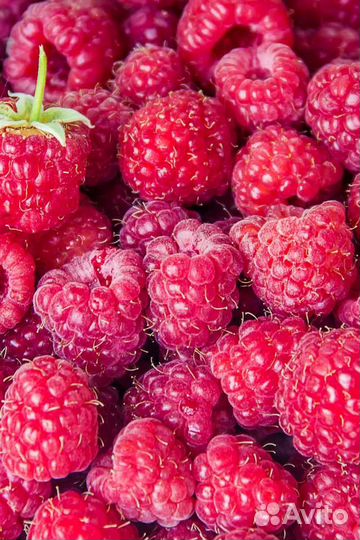 Саженцы Малины