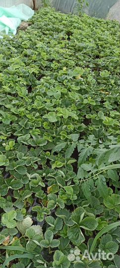 Рассада кабрилло