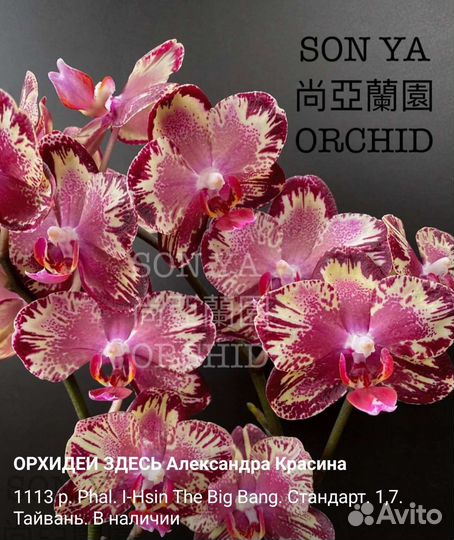 Ароматные орхидеи