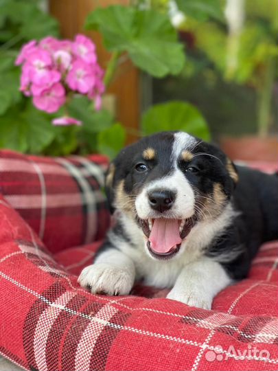 Мими и Стрелка