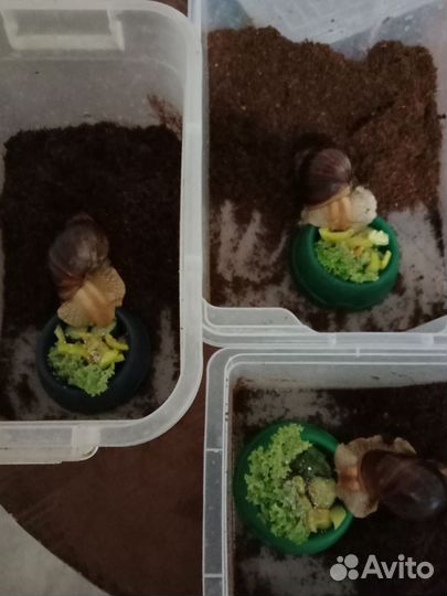 Улитки ахатины