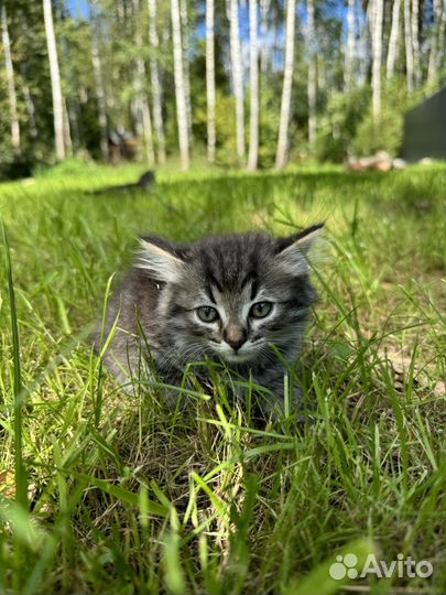 Полу-Сибирские котята ищут семью