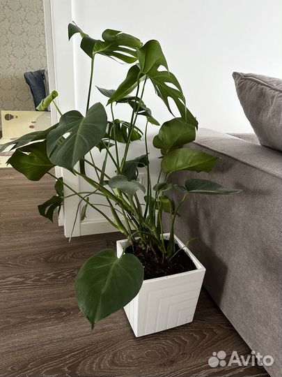 Монстера домашнее растение