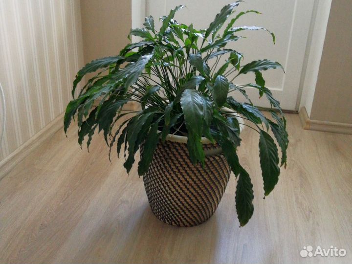 Спатифиллум