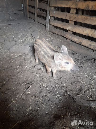 Поросята дикого кабана