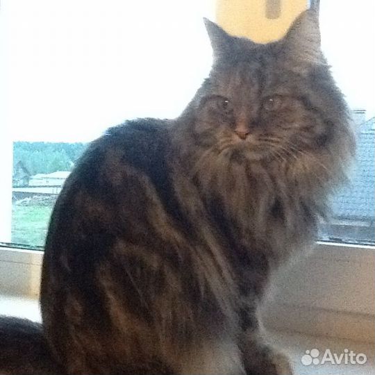 Передержка кошек