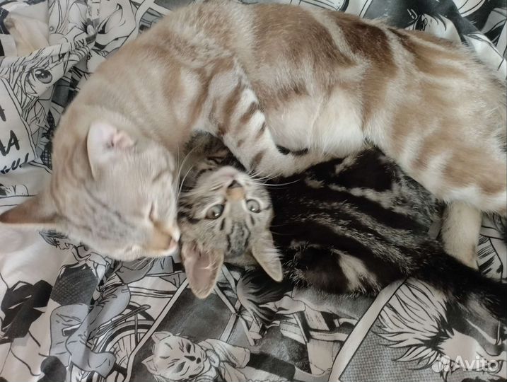 Британская кошка