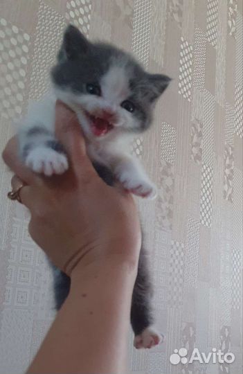 Малышка ищет своих родителей