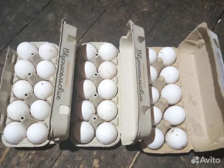 Инкубационное яйцо кур несушек
